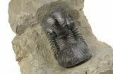 Paralejurus Trilobite With Amazing Preparation - Atchana, Morocco #254098-5